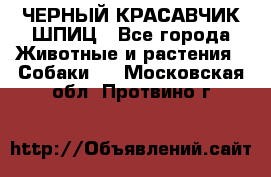 ЧЕРНЫЙ КРАСАВЧИК ШПИЦ - Все города Животные и растения » Собаки   . Московская обл.,Протвино г.